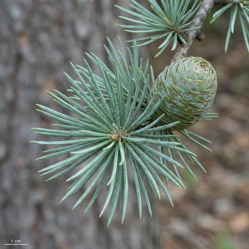 Cedro dell'Atlante