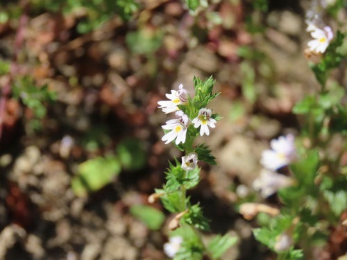 Eufrasia — Bild 2
