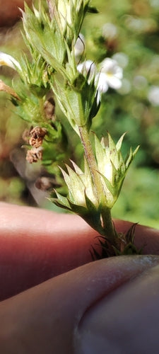 Eufrasia — Bild 5