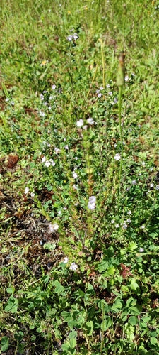 Eufrasia — Bild 4