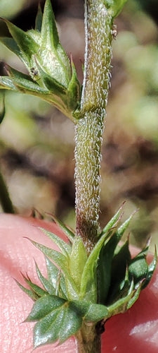 Eufrasia — Bild 3