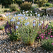 Ausdauernder Lein (Linum perenne) in Blüte im naturnahen Garten (KI-generiert)