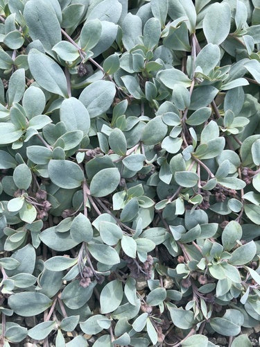 Pianta di ostriche — foto 2 di 8
