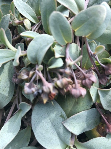 Pianta di ostriche — foto 1 di 8