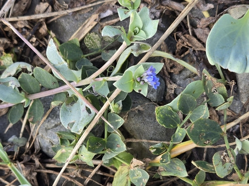 Pianta di ostriche — Bild 5