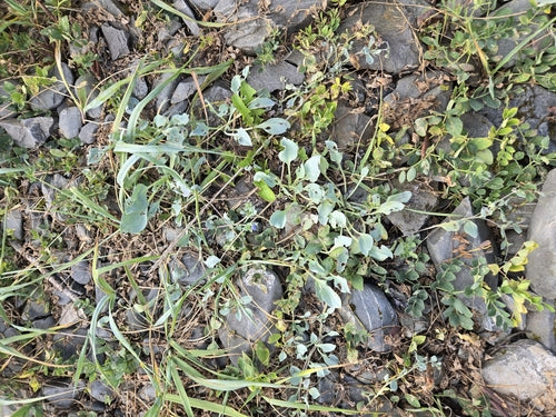 Pianta di ostriche — Bild 4