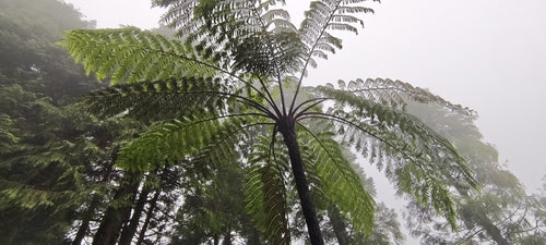 Felce arborea australiana — foto 4 di 8