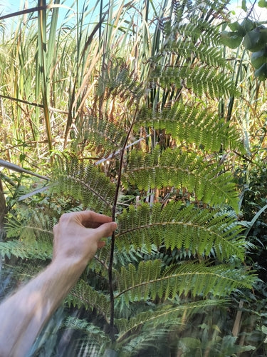Felce arborea australiana — foto 3 di 8