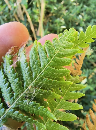 Felce arborea australiana — foto 2 di 8