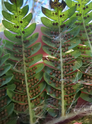 Felce arborea australiana — foto 1 di 8