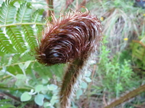 Felce arborea australiana — foto 5 di 8