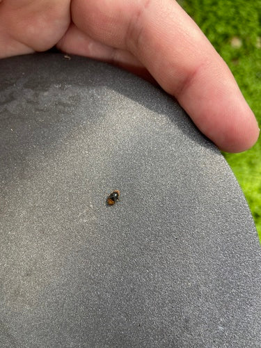 Coccinella australiana (cocciniglia) — Bild 4