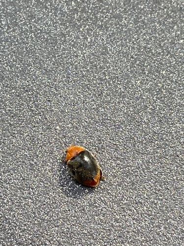 Coccinella australiana (cocciniglia) — Bild 5