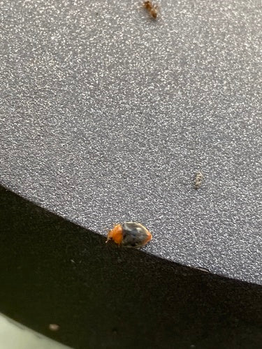 Coccinella australiana (cocciniglia) — Bild 2