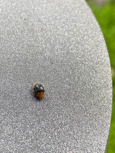 Coccinella australiana (cocciniglia) — Bild 3