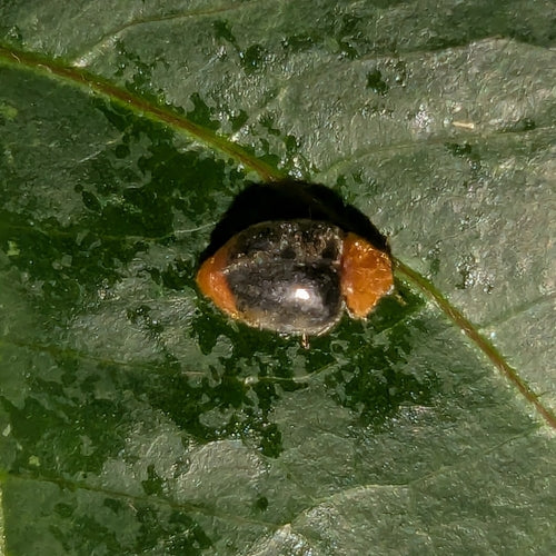 Coccinella australiana (cocciniglia) — Bild 1