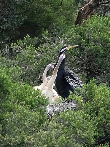 Darter australiano — foto 1 di 8