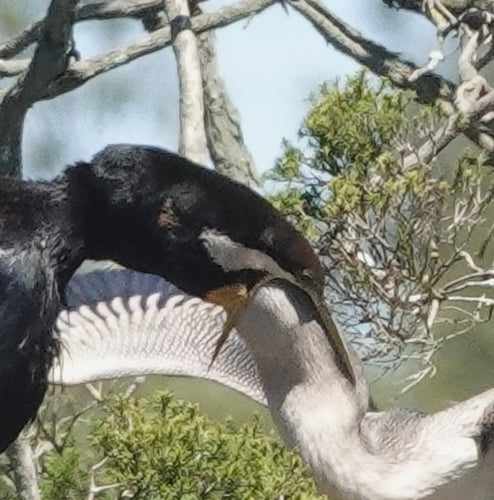 Darter australiano — foto 5 di 8