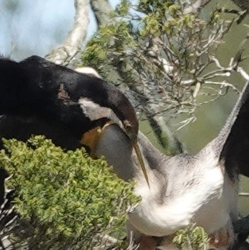 Darter australiano — foto 4 di 8