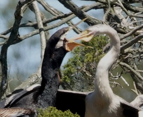 Darter australiano — foto 3 di 8