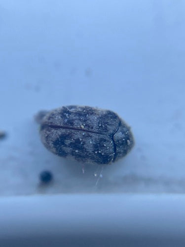 Scarabeo tappeto australiano — Bild 5