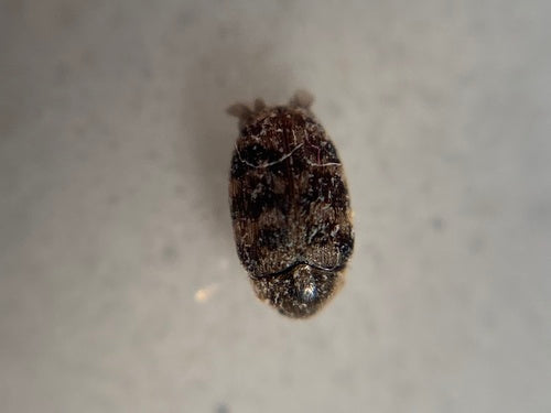Scarabeo tappeto australiano — Bild 2