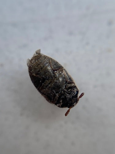Scarabeo tappeto australiano — Bild 1