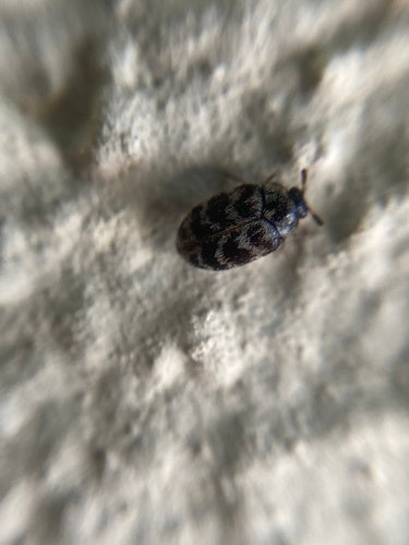 Scarabeo tappeto australiano — Bild 4