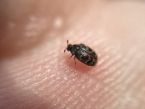 Scarabeo tappeto australiano — Bild 3