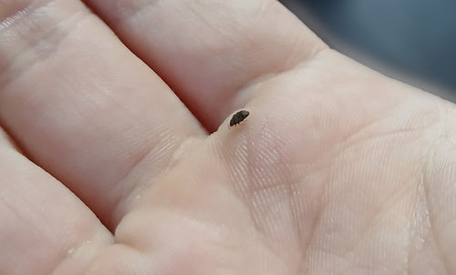 Scarabeo tappeto australiano — foto 4 di 38