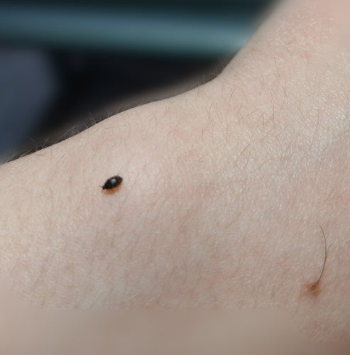 Scarabeo tappeto australiano — foto 1 di 38