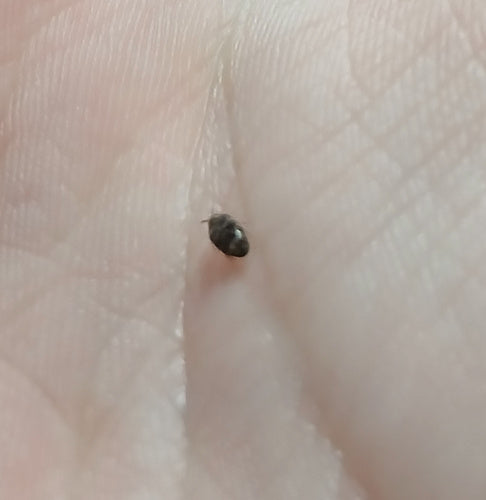 Scarabeo tappeto australiano — foto 5 di 38