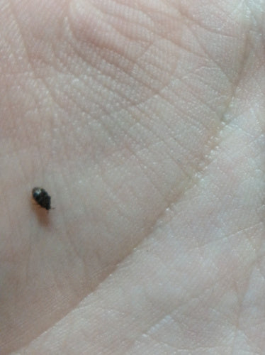 Scarabeo tappeto australiano — foto 3 di 38