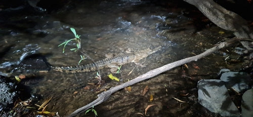 Coccodrillo d'acqua dolce australiano — Bild 5