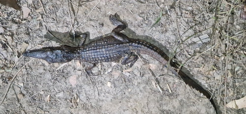 Coccodrillo d'acqua dolce australiano — Bild 3