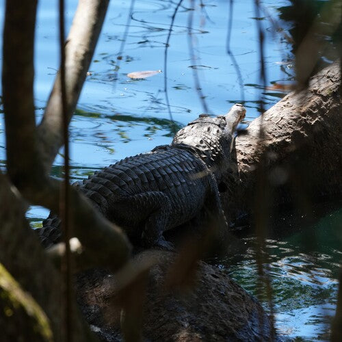 Coccodrillo d'acqua dolce australiano — Bild 2