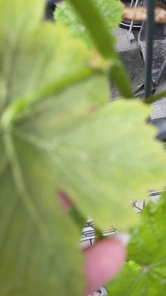 Vino ornamentale