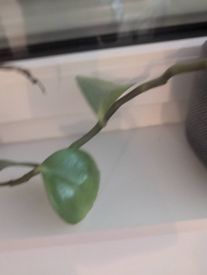 fiore di cera — Bild 2