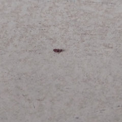 Scarabeo piatto di cereali