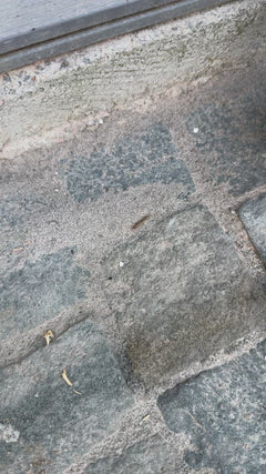 Processionaria della quercia – Oberursel (Taunus)