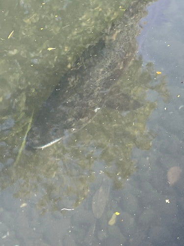 Trota fario — Bild 3