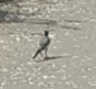 ballerina — Bild 2