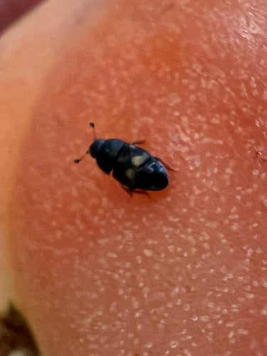 Cottura degli scarabei della frutta — Bild 1