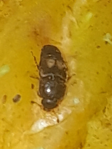 Cottura degli scarabei della frutta — Bild 4
