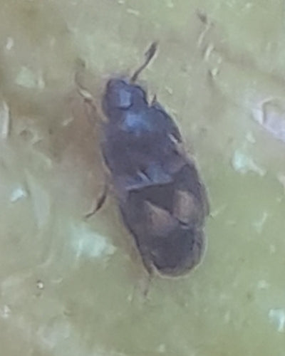 Cottura degli scarabei della frutta — Bild 3