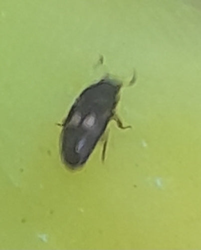 Cottura degli scarabei della frutta — Bild 2