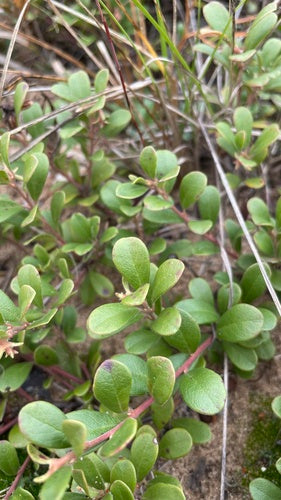 Uva d'orso — Bild 1