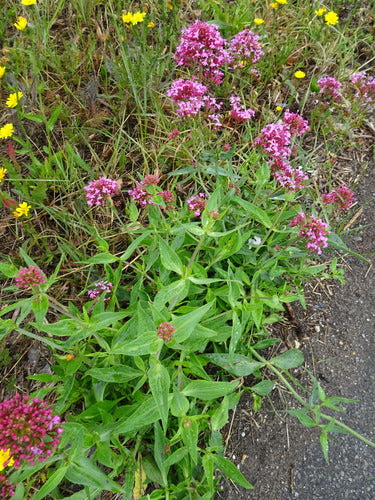 valeriana — Bild 1