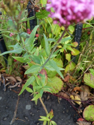 valeriana — Bild 5