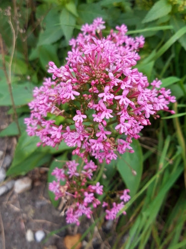 valeriana — Bild 3